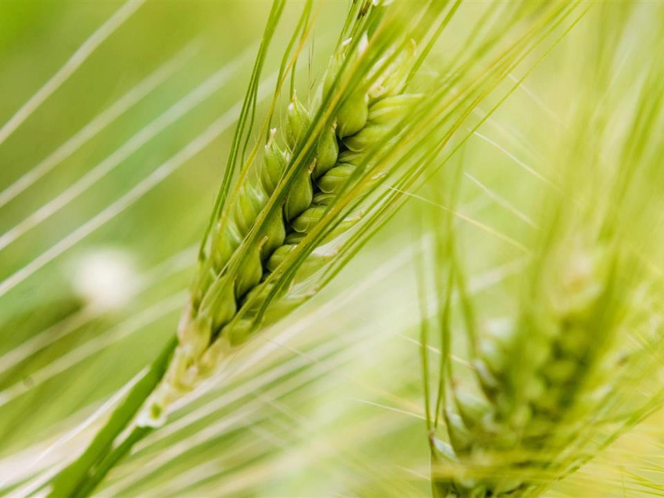 Wheat - Nature